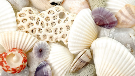 A close-up of shells and coral in various shades and shapes. Concept: detailing, nature, collecting,...