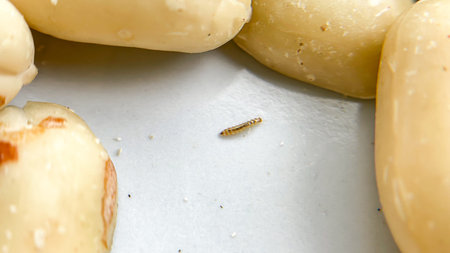Peanuts with visible larvae and traces of their activity. Macro image of a food defect and improper...
