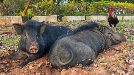 Black pigs rest on the ground at Phuket City View Point Park in Thailand. An unusual scene of urban nature and wildlife in this Asian tourist destination.の写真素材