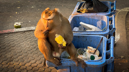 A wild monkey sits on a trash can and eats corn on a Phuket street. The contrast between nature and...
