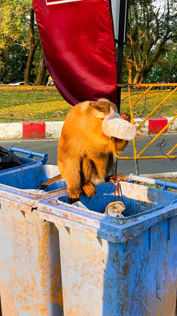 A monkey sits on a trash container and eats food found among the waste in a city park in Phuket, Thailand. It symbolizes environmental and social issues.の写真素材