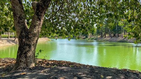 A picturesque natural landscape with a tree on the shore of a green lake in Thailand. Suitable for content about travel, ecotourism, conservation, and sustainable living.の写真素材