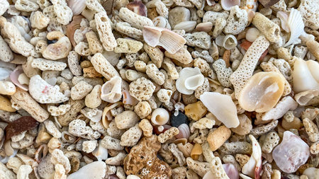 A mixture of coral fragments and shells on a sandy beach. An example of a natural seascape and...