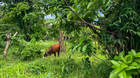 A cow grazes among lush greenery and tropical trees in rural Thailand. A tranquil scene of everyday life, the natural landscape of Southeast Asia, ecology, and harmony with nature.の写真素材