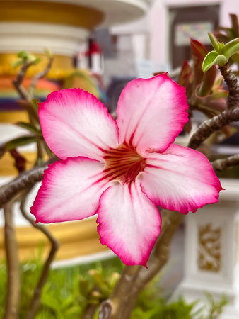 Adenium obesum, known as the desert rose, features a contrasting pink border on its petals against a soft green background. An exotic ornamental plant in its natural habitat.の写真素材