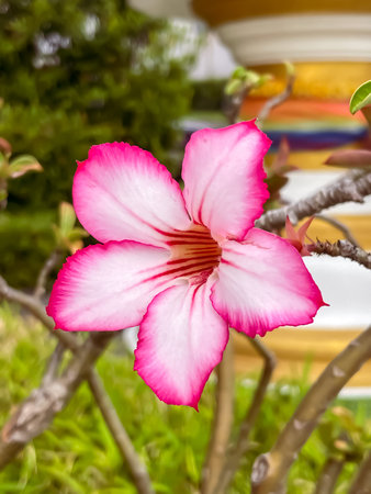 Adenium obesum, commonly known as the desert rose, flower with white petals and a bright pink edge against a blurred background.の写真素材