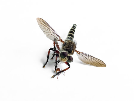 A predatory robber fly, a member of the Asilidae family, holds a captured ant. Macro shot of the predatory insect, known as a robber fly, isolated on a white background.の写真素材