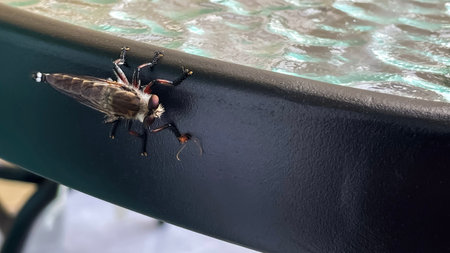 A black-legged fly from the family of predatory flies holds a captured ant on a metal table surface.