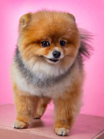redhead spitz on a pink background, funny dog. High quality photoの写真素材