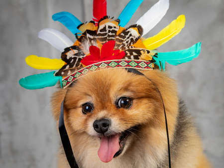 red spitz, funny dog in cap with feathers on a gray backgroundの写真素材