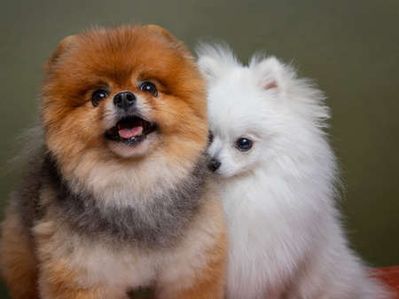 Two funny dogs, white spitz and red spitzの写真素材
