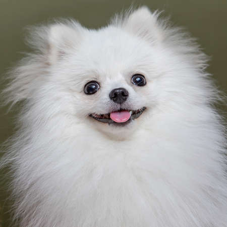 white spitz on a green background, funny dogの写真素材