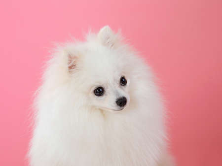 white spitz on a pink background, funny dogの写真素材