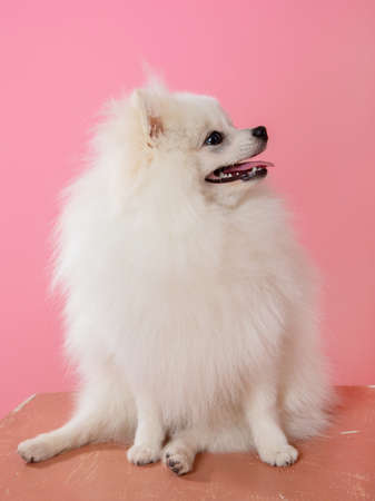white spitz on a pink background, funny dogの写真素材