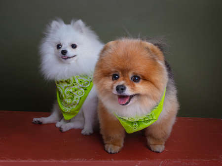 Two funny dogs, white spitz and red spitzの写真素材