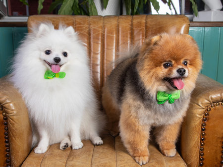 Two funny dogs, white spitz and red spitz