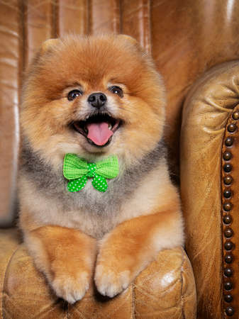 Red spitz sits on the couch, funny dogの写真素材