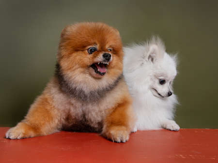 Two funny dogs, white spitz and red spitzの写真素材