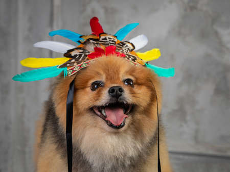 red spitz, funny dog in cap with feathers on a gray backgroundの写真素材