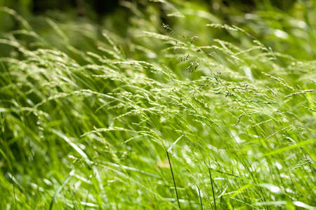 Green grass with the windの写真素材
