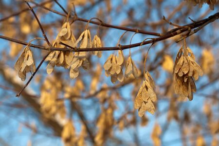 Branch with winter leafsの写真素材