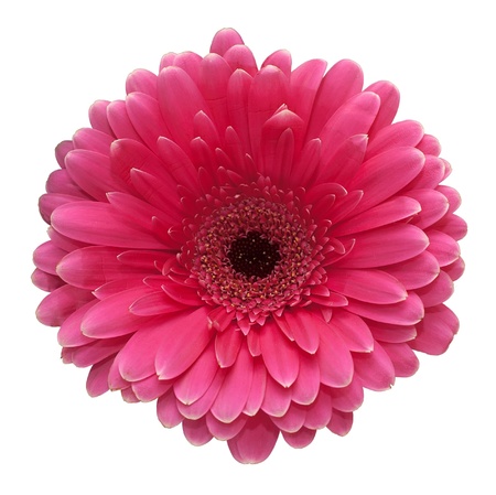 Pink flowerの写真素材