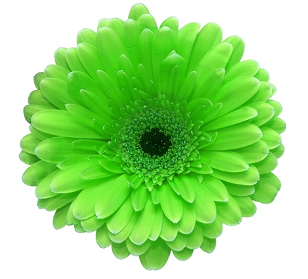 Green flower
の写真素材