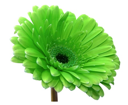 Green flowerの写真素材