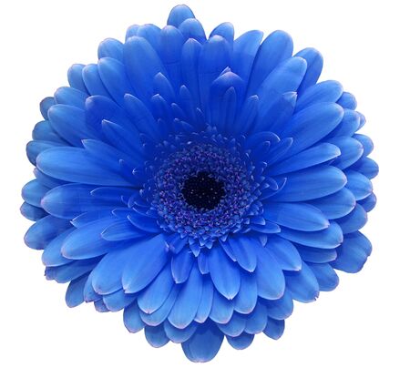 Blue flowerの写真素材