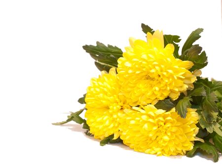 Shot of a yellow aster isolated on white backgroundの写真素材