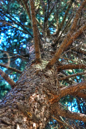 Trunk of a big spruceの写真素材