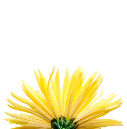 The yellow flower on a white background,の写真素材