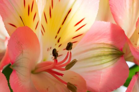 Pink flowers on green backgroundの写真素材