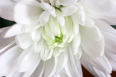 White flowerの写真素材
