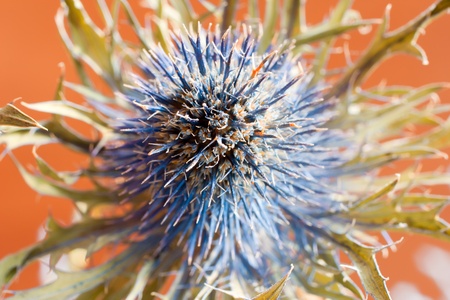 Spiny flowerの写真素材