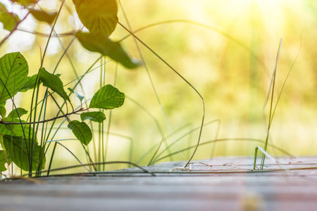 Grass and large leaves leaning under rays of sunの写真素材