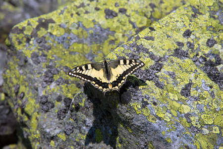 Bytterfly and rockの写真素材