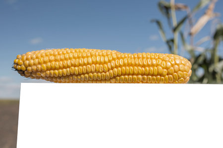 Fresh corn on the cob on the background of the field, corn crop