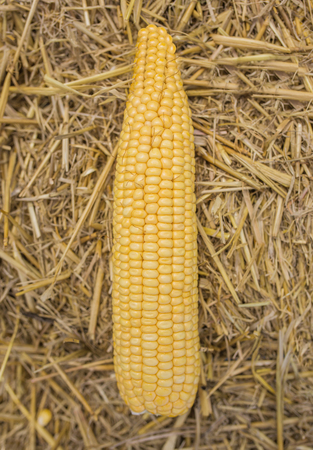 kachan corn on the background of hay, dry grass, photo large palnの写真素材