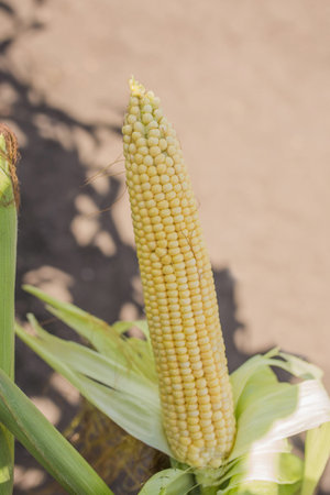 Fresh corn against the background of the earth