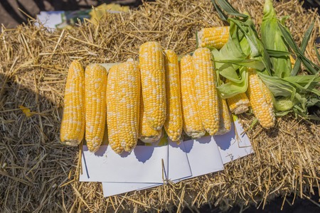 fresh corn heads stacked on a haystackの写真素材