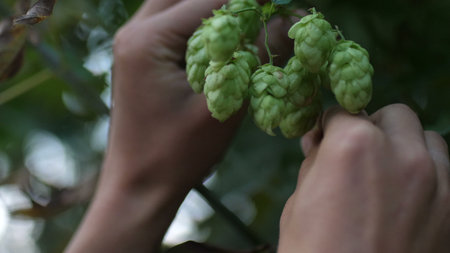 Closeup of ripe cones of hops on the field, video is blocked in real time, female hands examine hop...