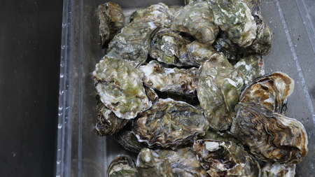 Fresh oysters in a plate with ice on deskの写真素材
