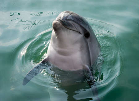 Dolphin poses for the cameraの写真素材