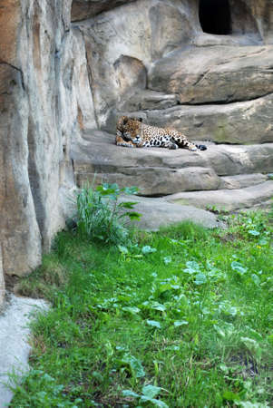 Leopard in the Moskow zooの写真素材