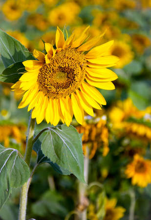 Sunflowerの写真素材