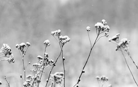 winter landscape with falling snow. Fog background, Wild flowers and dry grass covered with snowの写真素材