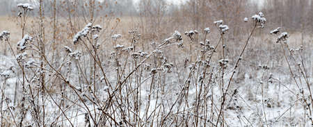 winter landscape with falling snow. Fog background, Wild flowers and dry grass covered with snowの写真素材