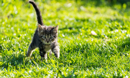 tabby kitten in the green grass outdoors portraitの写真素材