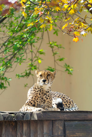 Cheetah - This is an image of a tired cheetah resting